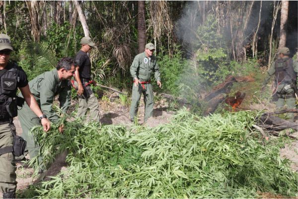 Policiais destroem a plantação de maconha